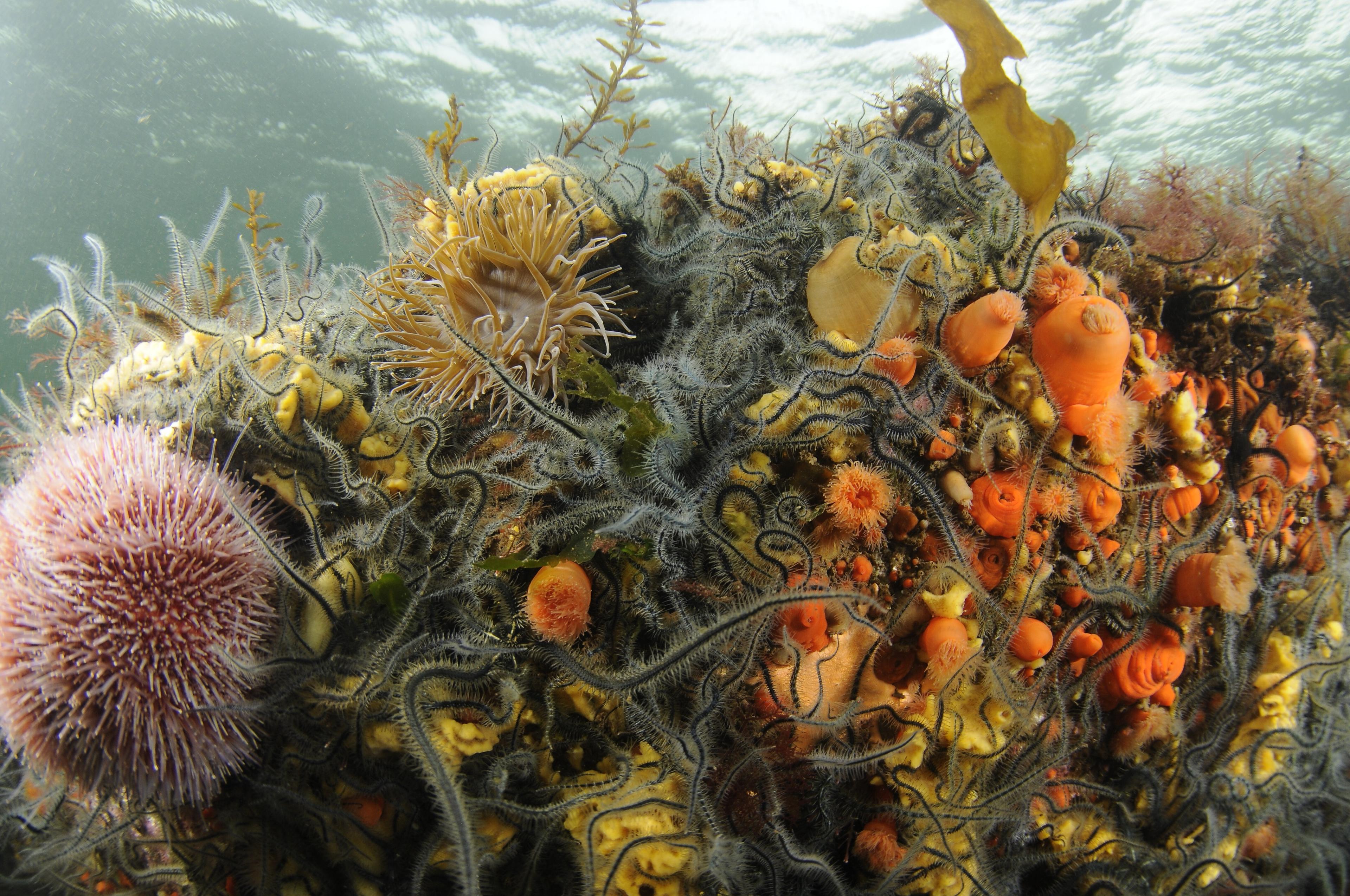 Plumose anemones, seaweeds, brittlestars, sponges, and a sea urchin.