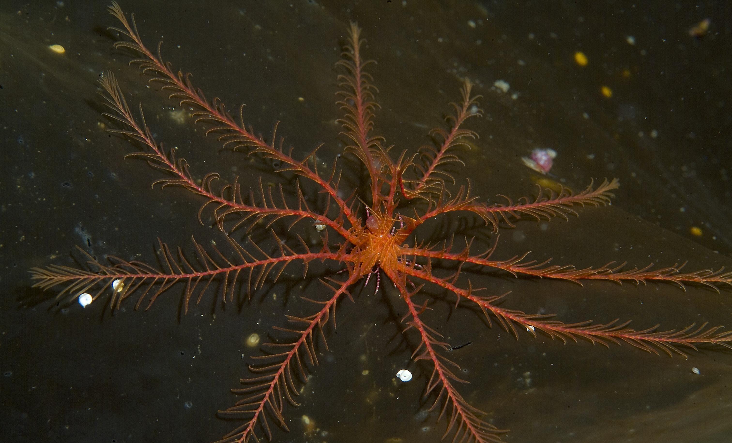 A single featherstar.