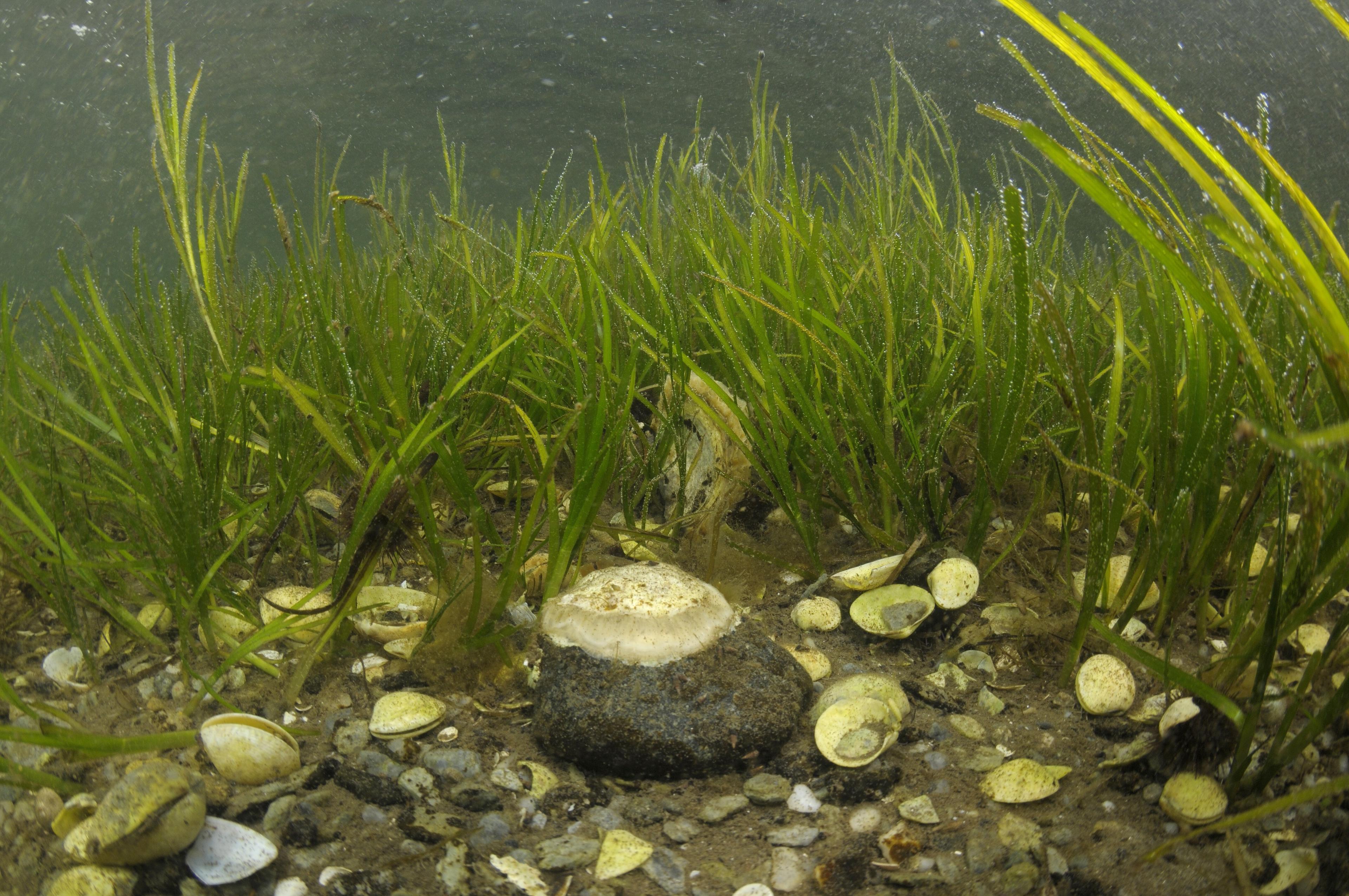 Shallow water seagrass (Zostera marina) bed with native oysters.