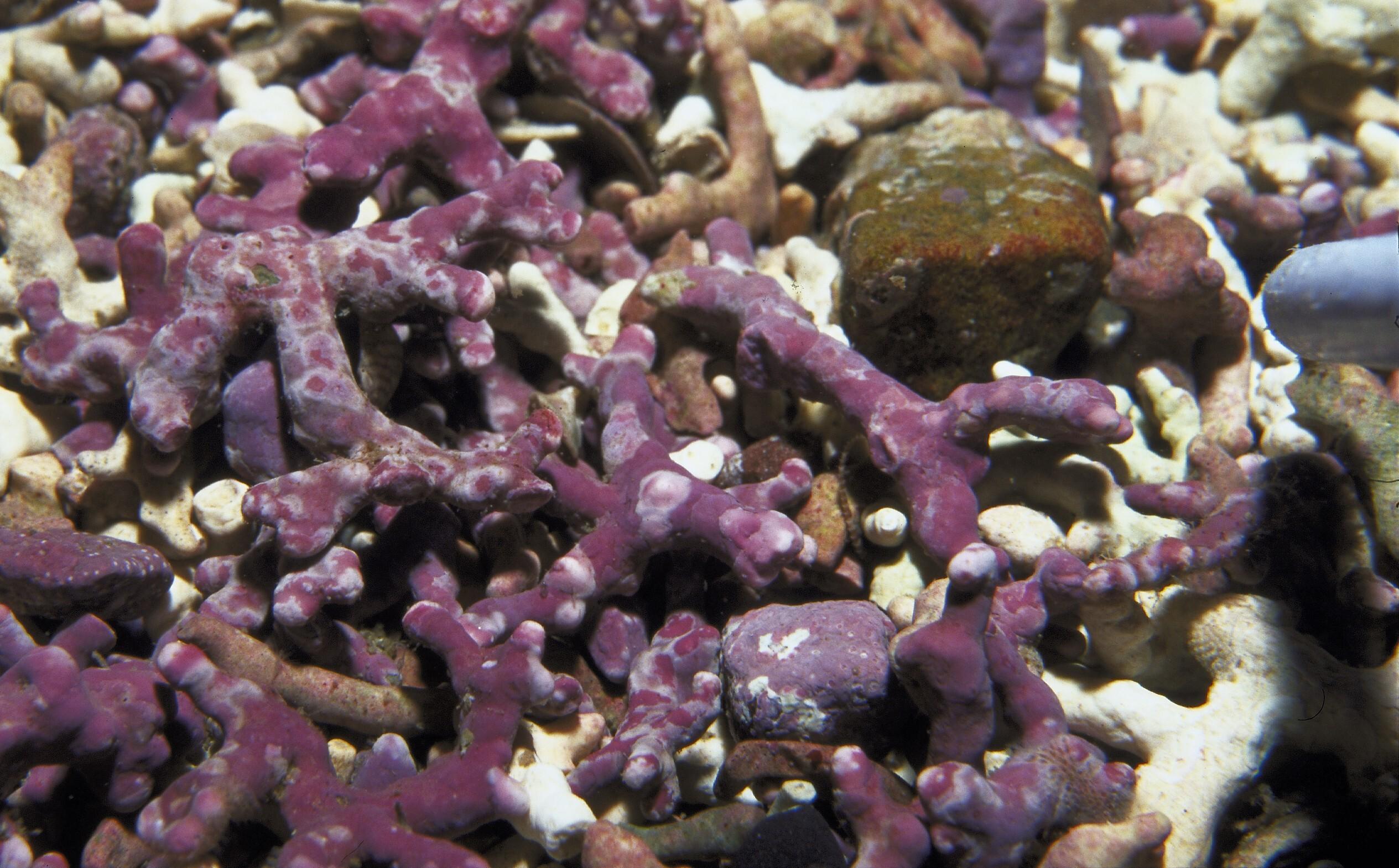 Maerl.