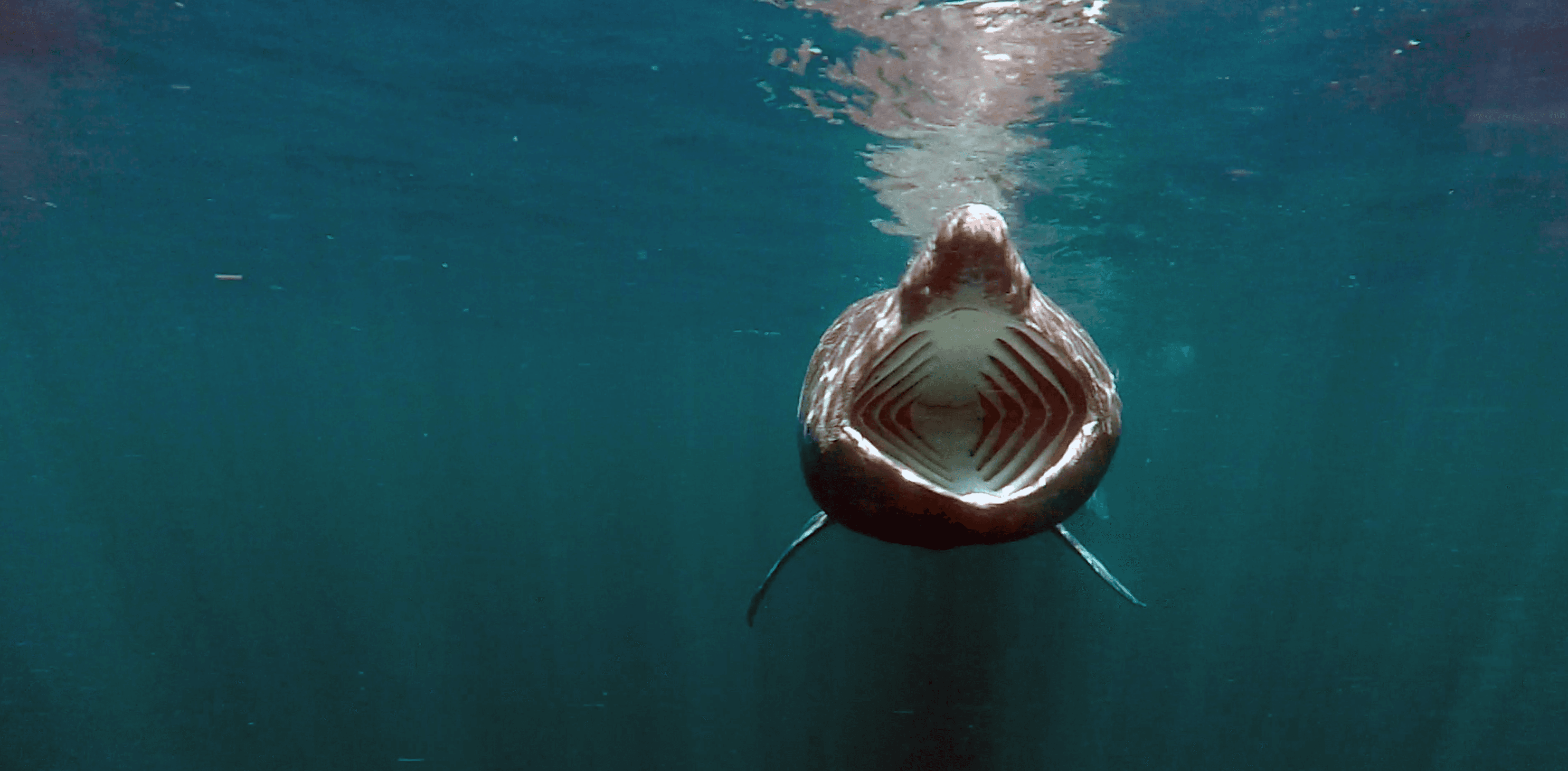 Single basking shark under water with mouth open feeding.