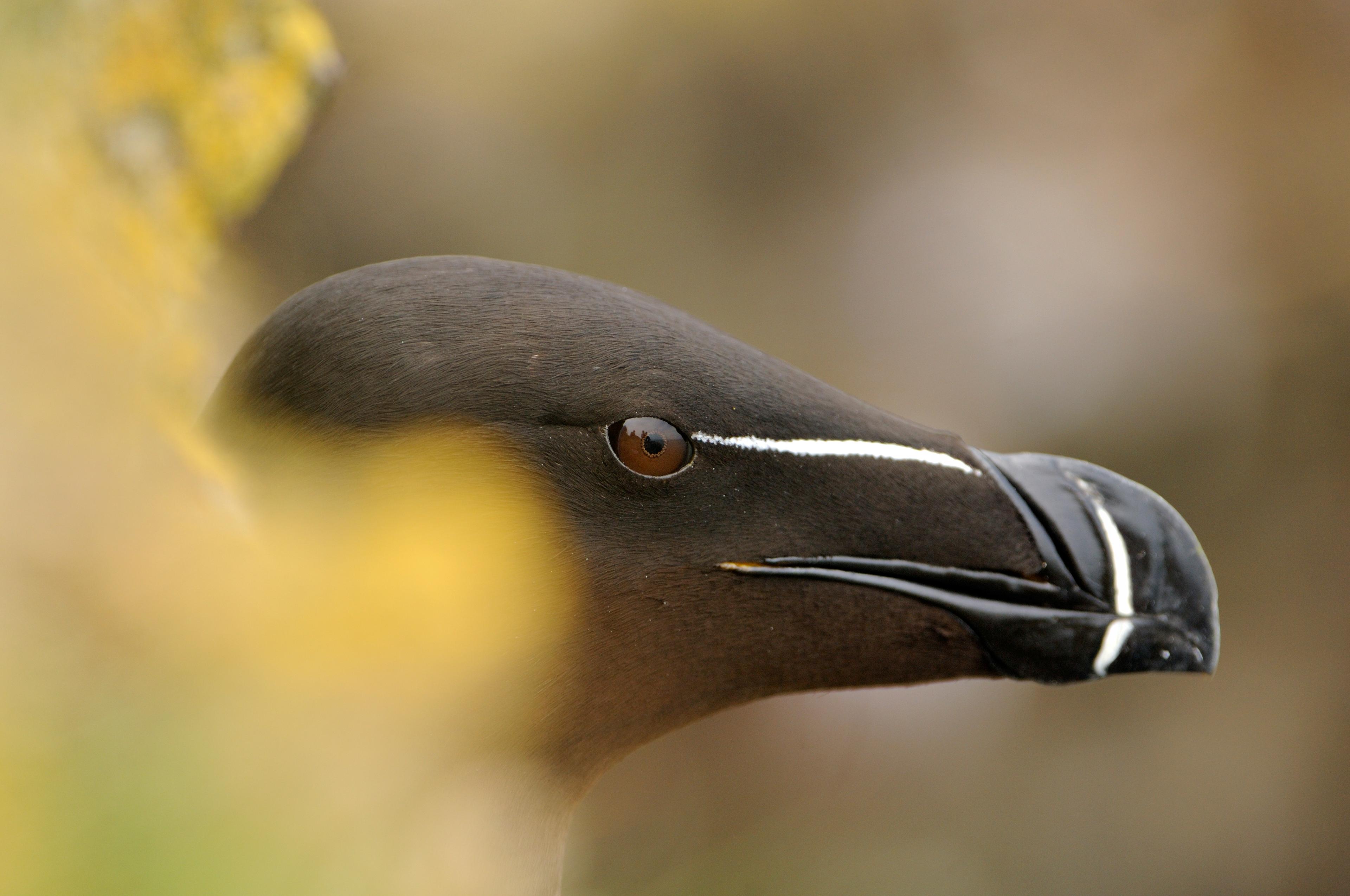 Close up of a single razorbill head, side profile.