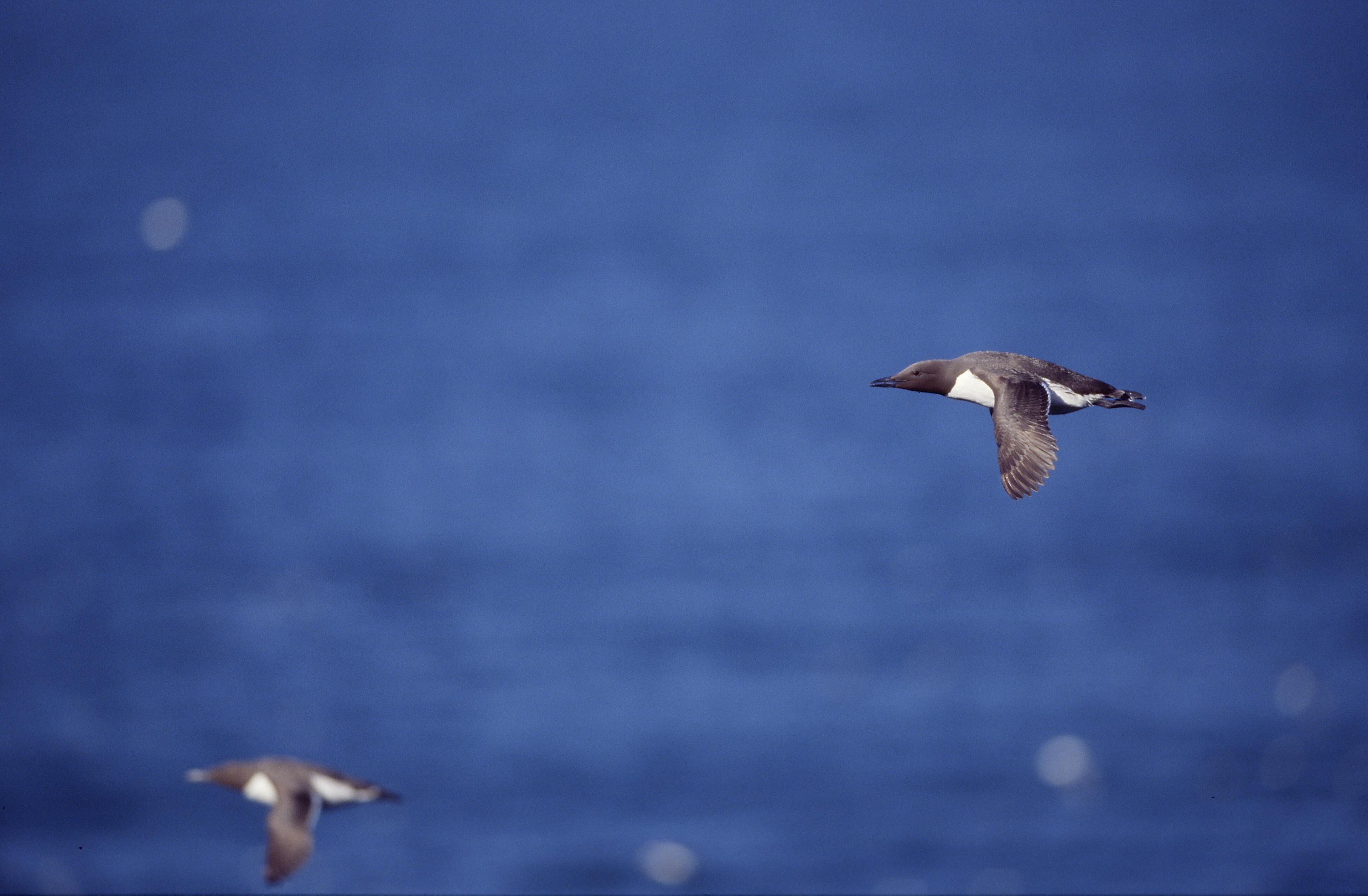 Single guillemot in flight over sea.