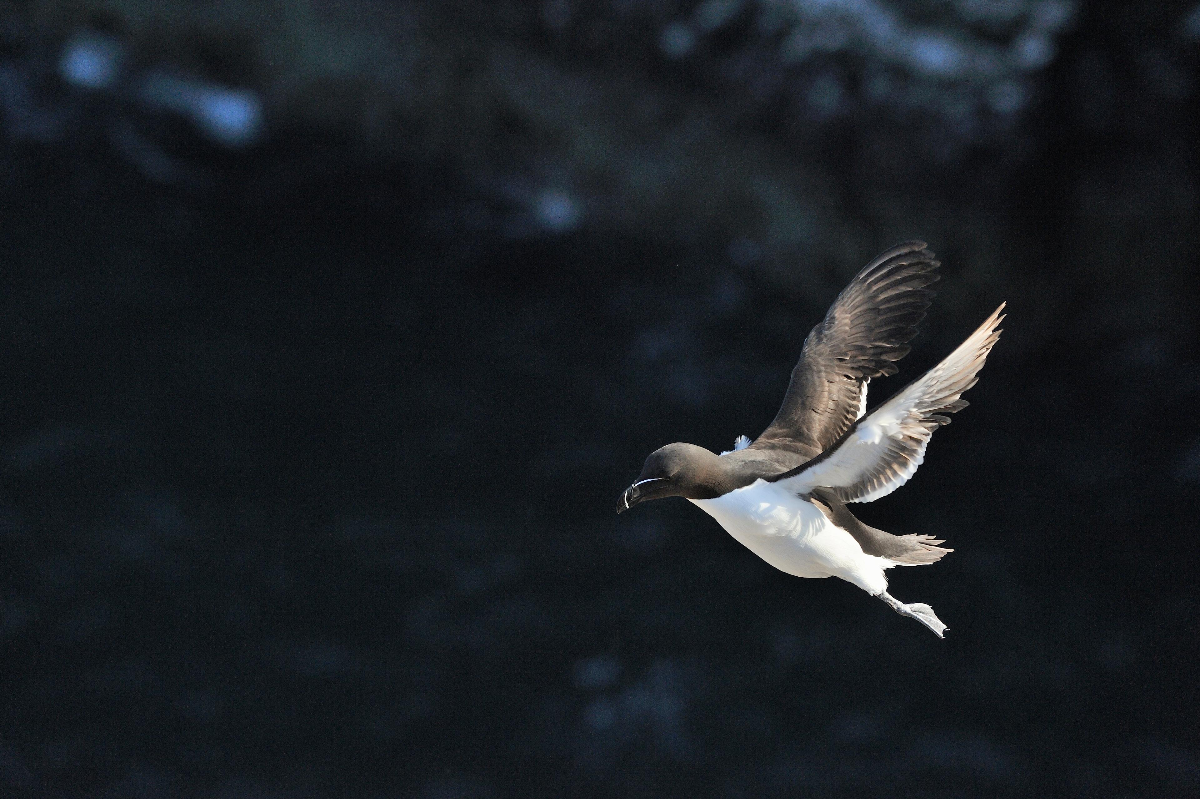 Single razorbill in flight.