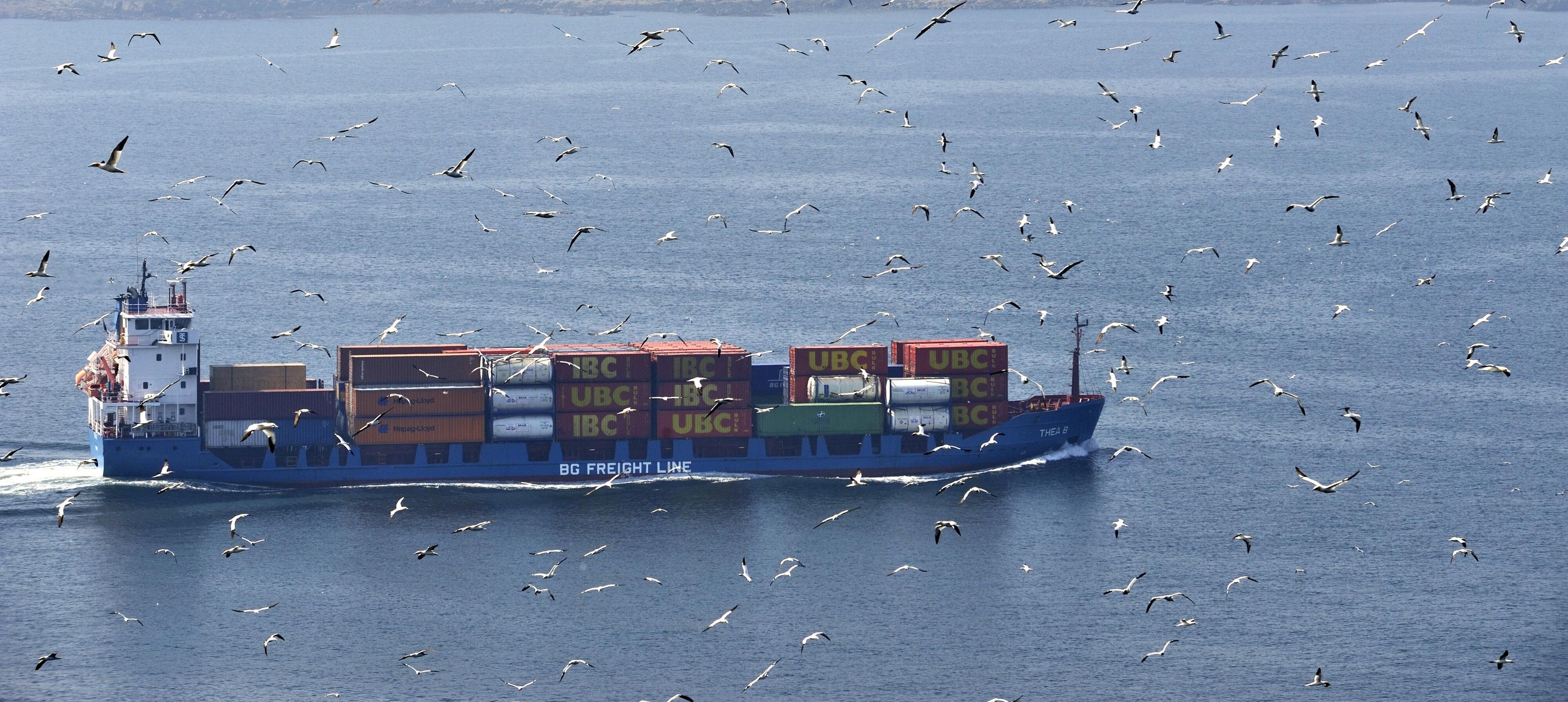 Container ship travelling surrounded by gannets.