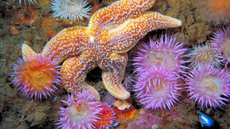 Common starfish and elegant sea anemones.