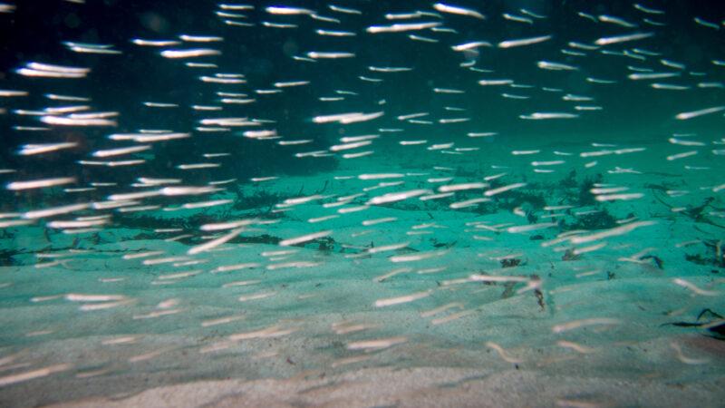 A shoal of sandeels swimming above the sand.