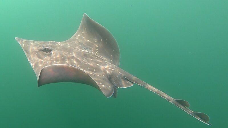 Single flapper skate swimming mid-water.
